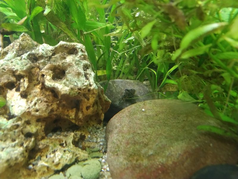Corydoras poivré — Corydoras paleatus