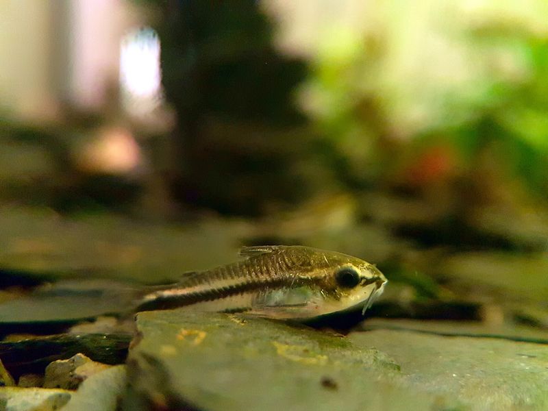 Corydoras pygmée — Corydoras pygmaeus
