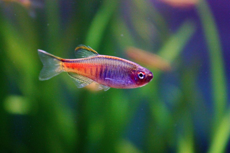 Danio de Chopra — Danio choprae