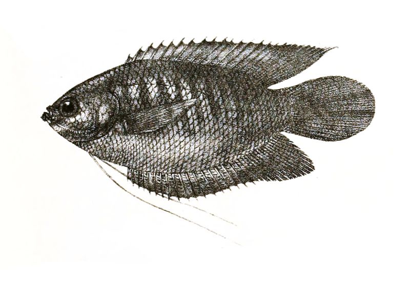 Gourami lippu — Trichogaster labiosa