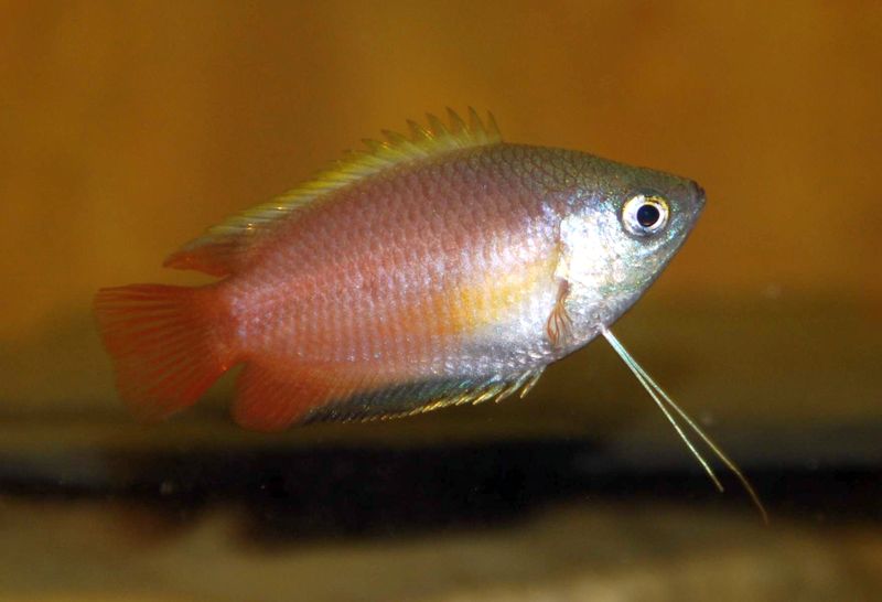 Gourami miel — Trichogaster chuna