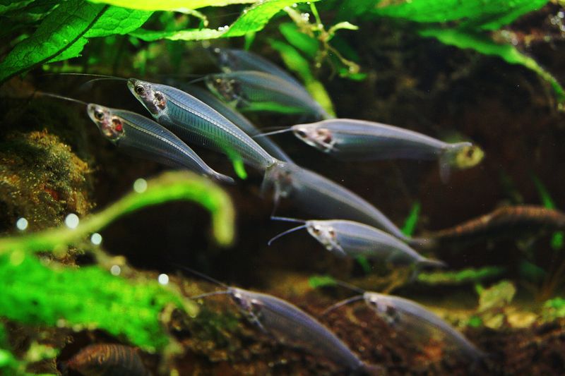 Poisson-chat de verre — Kryptopterus vitreolus
