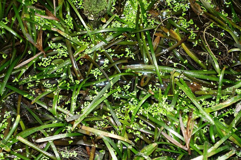 Sagittaire naine — Sagittaria subulata