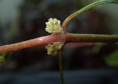 Alternanthera reineckii (Alternanthera reineckii)