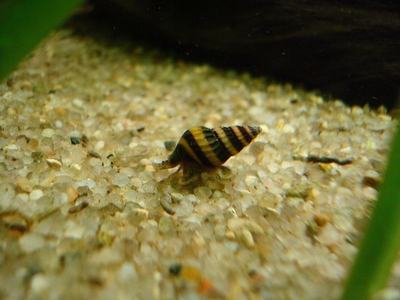 Escargot tueur (Anentome helena)