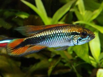 Apistogramma agassizii (Apistogramma agassizii)