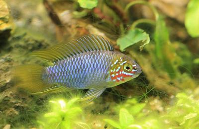Apistogramma borellii (Apistogramma borellii)
