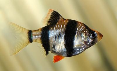 Barbus de Sumatra (Puntigrus tetrazona)