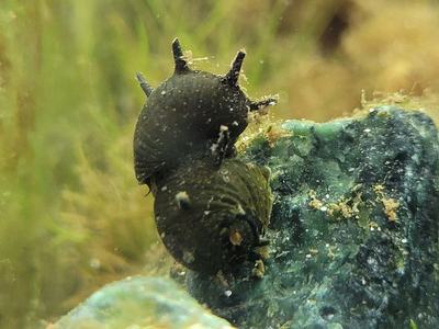 Escargot corne de cerf (Clithon corona)