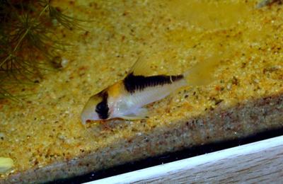 Corydoras d'Adolfo (Corydoras adolfoi)