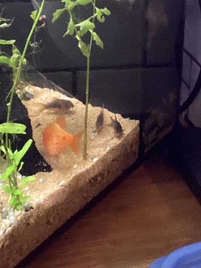 Corydoras bronze (Corydoras aeneus)