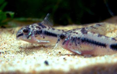 Corydoras habrosus (Corydoras habrosus)