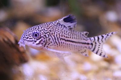 Corydoras à trois bandes (Corydoras trilineatus)