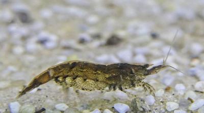 Crevette bambou (Atyopsis moluccensis)