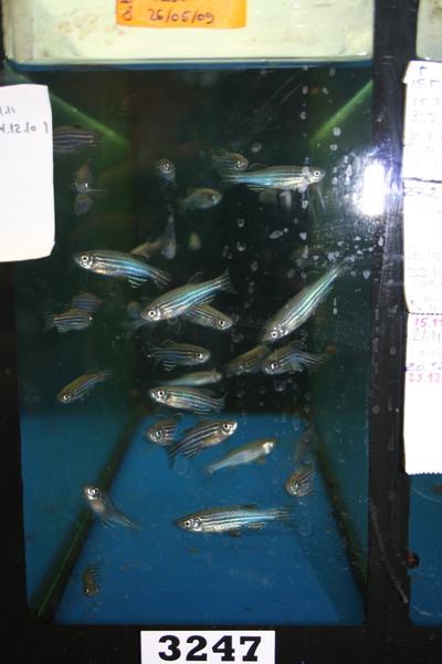 Danio zébré (Danio rerio)
