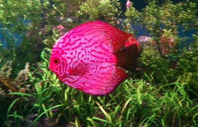 Discus (Symphysodon aequifasciatus)