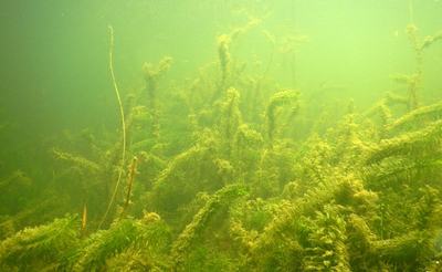 Élodée dense (Egeria densa)