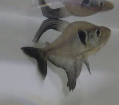 Tétra fantôme noir (Hyphessobrycon megalopterus)
