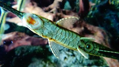 Farlowella (Farlowella acus)
