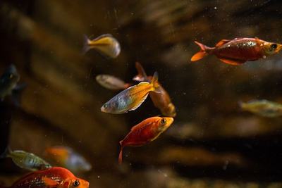 Arc-en-ciel rouge (Glossolepis incisus)