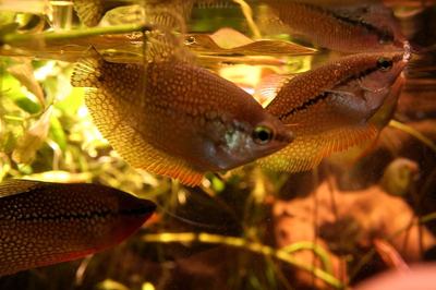 Gourami perlé (Trichopodus leerii)