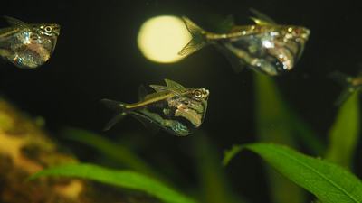 Poisson-hachette marbré (Carnegiella strigata)