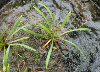 Gazon nain (Helanthium tenellum)