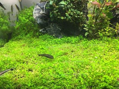 HC Cuba (Hemianthus callitrichoides 'Cuba')