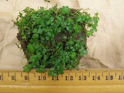 Hydrocotyle tripartita (Hydrocotyle tripartita)