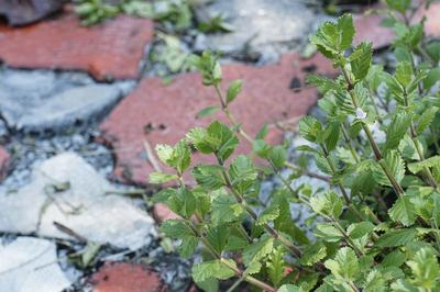 Synnema (Hygrophila difformis)