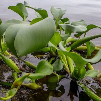 Jacinthe d'eau (Pontederia crassipes)
