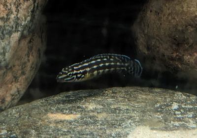 Julidochromis ornatus (Julidochromis ornatus)