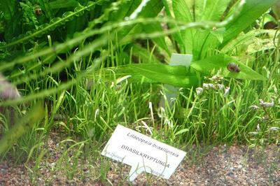 Lilaeopsis (Lilaeopsis brasiliensis)