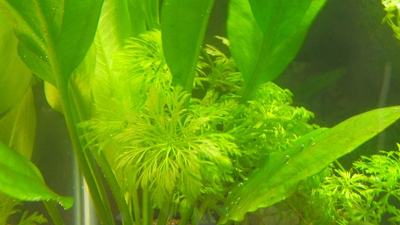 Limnophila sessiliflora (Limnophila sessiliflora)