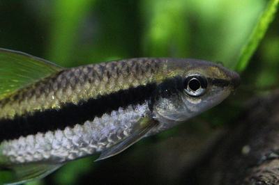 Mangeur d'algues siamois (Crossocheilus oblongus)