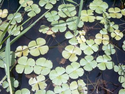 Marsilea hirsuta (Marsilea hirsuta)