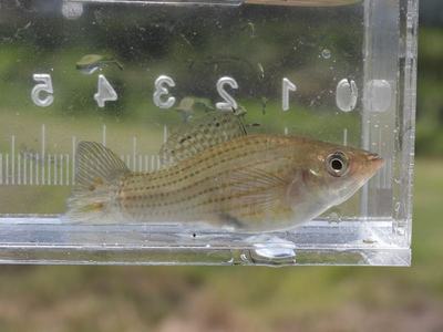 Molly voile (Poecilia latipinna)