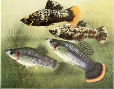 Molly (Poecilia sphenops)
