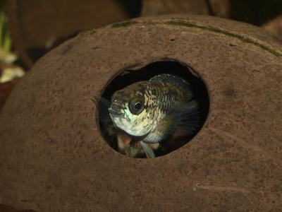 Nannacara anomala (Nannacara anomala)
