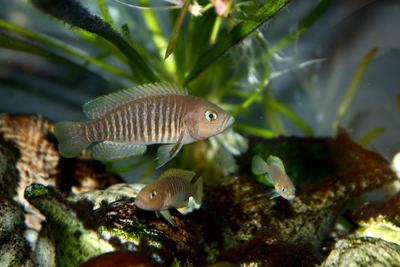 Cichlidé escargot (Neolamprologus multifasciatus)