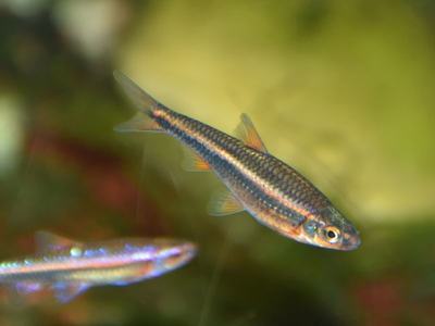 Notropis arc-en-ciel (Notropis chrosomus)