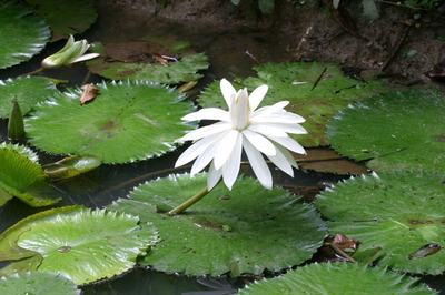 Lotus tigre (Nymphaea lotus)