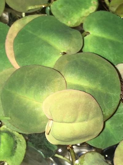 Nénuphar rouge flottant (Phyllanthus fluitans)