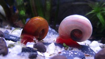 Planorbe (Planorbella duryi)