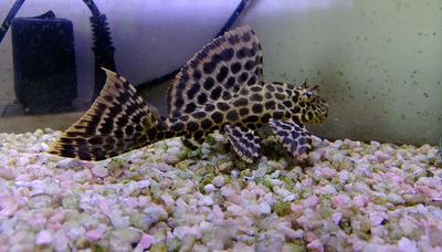 Pléco commun (Pterygoplichthys pardalis)