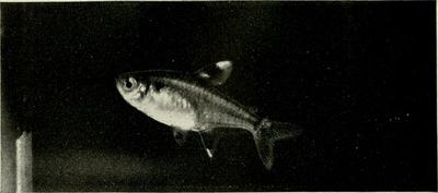 Pristella (Pristella maxillaris)