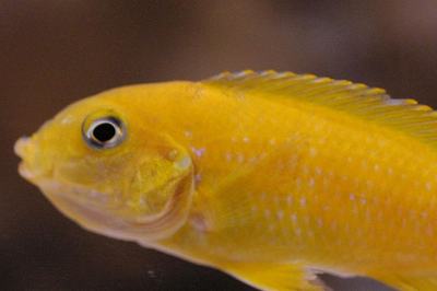 Pseudotropheus saulosi (Chindongo saulosi)