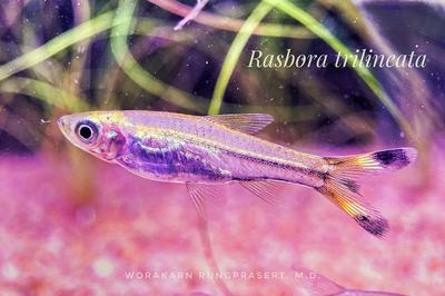 Rasbora à queue de ciseaux (Rasbora trilineata)