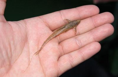 Rineloricaria (Rineloricaria sp.)