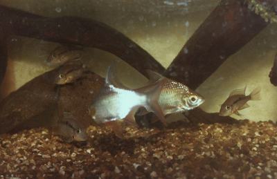 Cichlidé à gorge de feu (Thorichthys meeki)